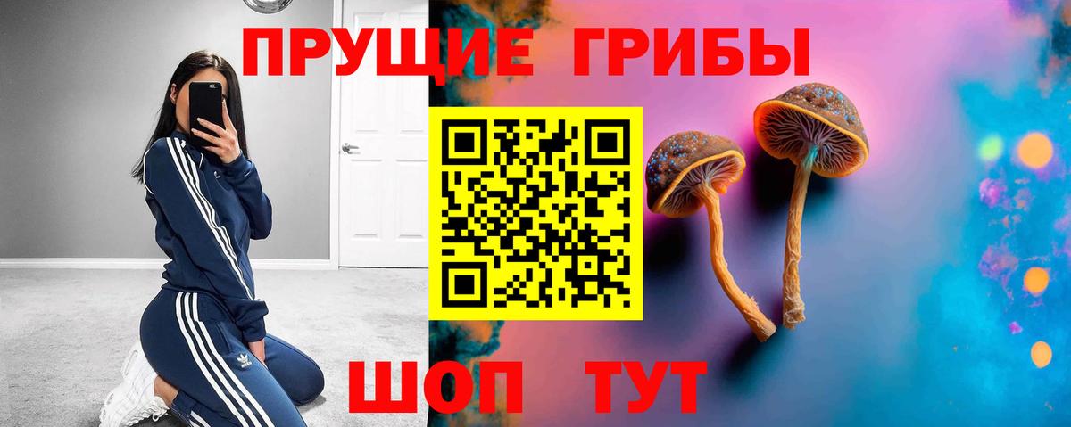 Псилоцибиновые грибы Psilocybine cubensis Горно-Алтайск